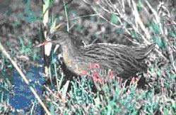 Clapper Rail