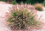 fountain grass