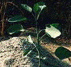 plant tabaco