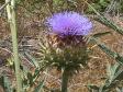 artichoke thistle