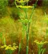 fennel